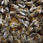 Descrierea albinelor Mednosnaya a speciei, fotografii și video