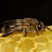 Descrierea albinelor Mednosnaya a speciei, fotografii și video