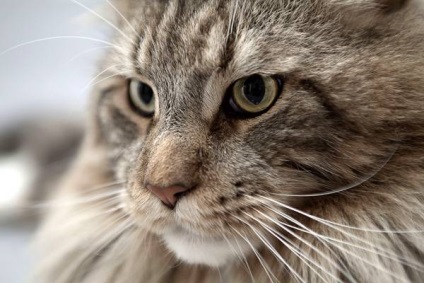 Maine Coon - descrierea și caracteristicile rasei - mărime, greutate, natură, caracteristici de îngrijire și