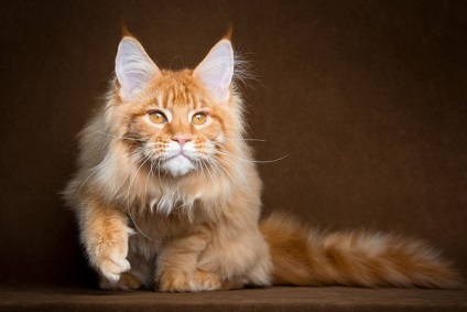 Maine Coon - descrierea și caracteristicile rasei - dimensiunile, greutatea, natura, caracteristicile de îngrijire și