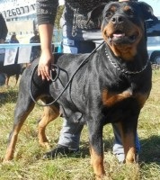 Spectacole internaționale de câini de toate rasele cacib iku, Kiev 29 și 30 noiembrie