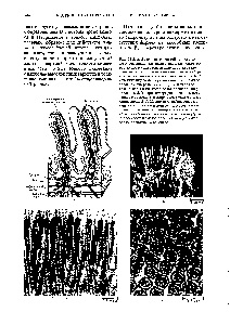 Microvilli de celule epiteliale - cartea de referință chimică 21