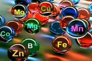 Substanțe minerale în metabolismul organismului, funcții, importanța macro- și microelementelor, efectul lor asupra