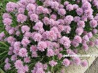 Perennials decorative-înflorire, servicii de amenajare a teritoriului, kumop zhkh baranovichi urbane ZhKH