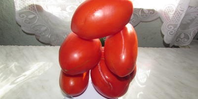 Este posibil să crească tomatele în ghivece și cât de corect se fac răspunsurile experților