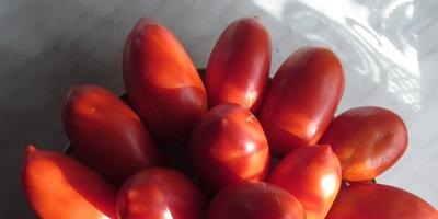 Este posibil să crească tomatele în ghivece și cât de corect se fac răspunsurile experților