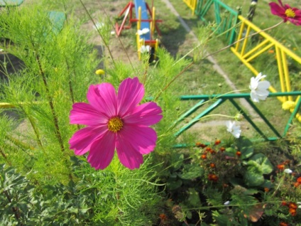 Observații într-o grădină de flori pe un loc al grădiniței