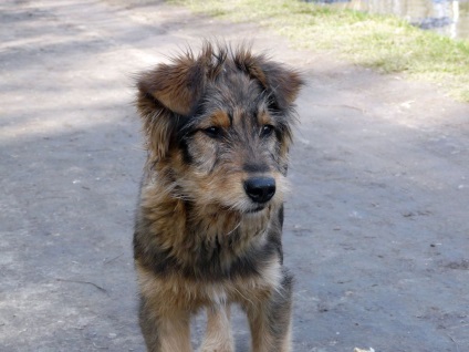 Pentru prietenii noștri este dedicat! Un om este prieten cu un câine!