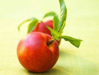 Nectarina - o fotografie a fructului, conținutul de calorii al acestei piersici, proprietățile sale benefice
