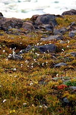 Nunavut van