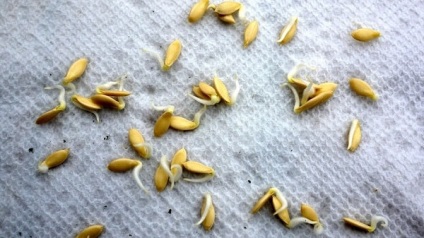 Tratarea semințelor înainte de plantare sau plantare pe răsaduri