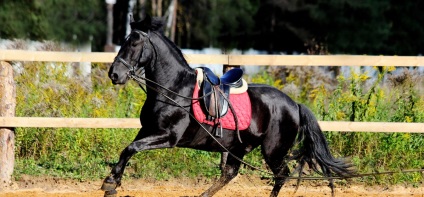 Instruire în călărie cu cazare, club de echitație