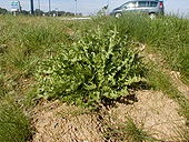 Dandelion officinalis este