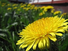 Dandelion officinalis este