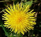 Dandelion officinalis este