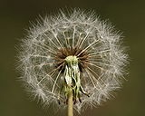 Dandelion officinalis este