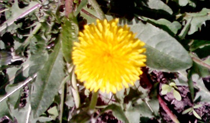 Dandelion officinalis - család, virágzat, virág