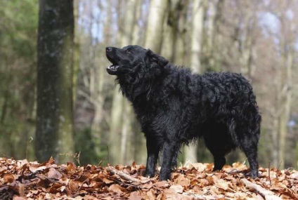 Descrierea rasei câinilor Moody (câine ciobănesc maghiar) cu recenzii și fotografii