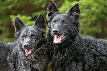 Descrierea rasei câinilor Moody (câine ciobănesc maghiar) cu recenzii și fotografii