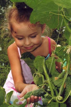 Organizarea muncii cu copii în grădină în timpul verii