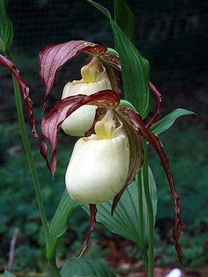 Orchid Shoe Formoso și fotografie din grădina de flori
