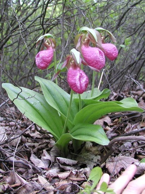Orchid Shoe Formoso și fotografie din grădina de flori