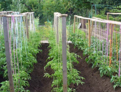 Az ültetés és a zöldségfélék növekedése a nyílt területen