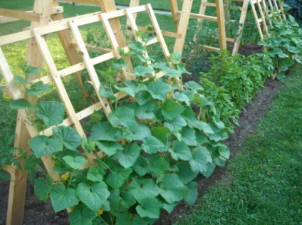 Az ültetés és a zöldségfélék növekedése a nyílt területen