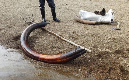 Hunter pentru mamuți cum este aranjată ilegala exploatare a colților mamut în Yakutia