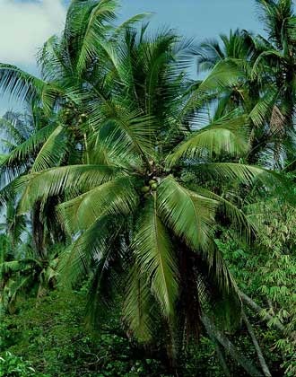 Palms, enciclopedia lumii