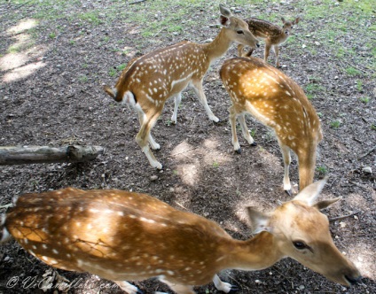 Sigurt în parcul italian