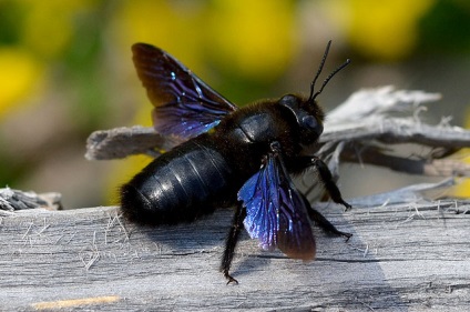 Bee dulgher cum să scape de viespi de lemn