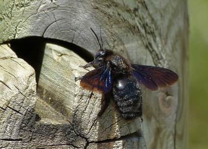 Bee dulgher cum să scape de viespi de lemn