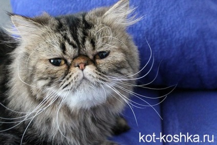 Pisica persana - descrierea rasei, grija cum sa cumperi o pisica persana