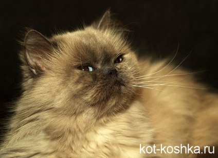 Pisica persana - descrierea rasei, grija cum sa cumperi o pisica persana