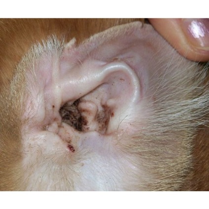 Site-ul personal - boli ale urechilor pisicilor