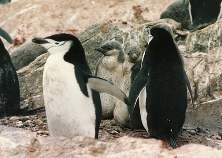 Adulie pinguini