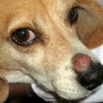 Pyoderma la câini foto, tratament, simptome, cum să ajuți remedii folclorice fără antibiotice