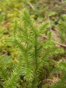 Planata clavata