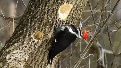 De ce Woodpeckers sunt numiți un doctor de pădure