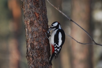 De ce Woodpeckers sunt numiți un doctor de pădure