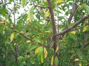 De ce pe mărul de galben părăsește cum să se ocupe de îngălbenirea frunzelor