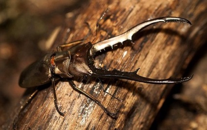 Miért harapnak a szarvas bogarak?