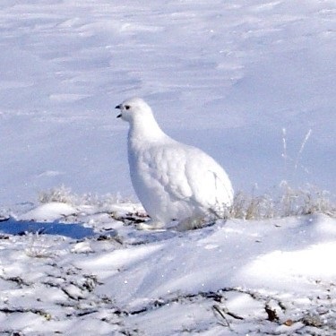 Furajele de porumbei în articolele de păsări de iarnă cu privire la vânătoare și pescuit