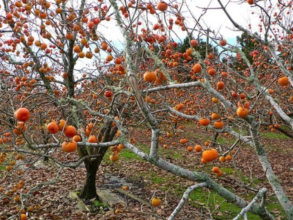 Beneficiile persimmons, compoziție, proprietăți și contraindicații