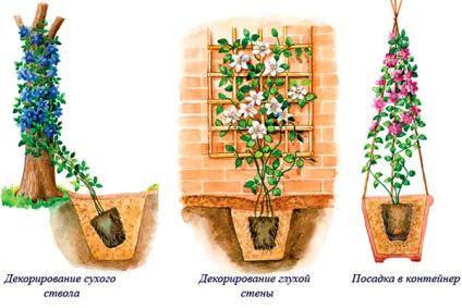 Plantarea clematis în primăvară în sol - sfaturi utile