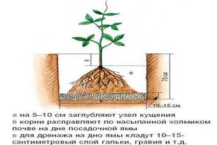 Посадка клематиса навесні в грунт - корисні поради