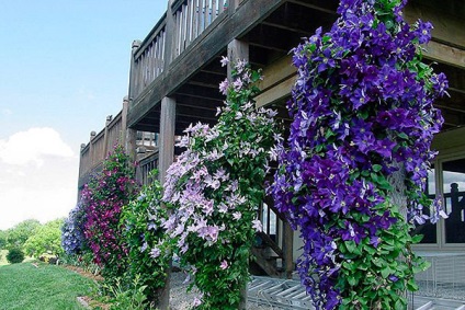 Plantarea clematis în primăvară în sol - sfaturi utile