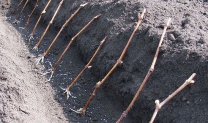 Plantarea butașii de struguri în primăvară în metodele de teren ale vyvschivaniya