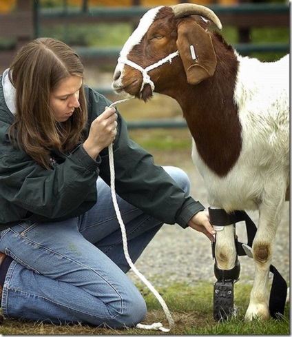 Proteze pentru animale cum să ne ajute frații mai mici